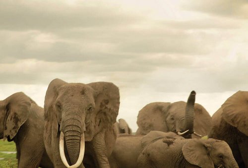 The Ivory Game (2016)