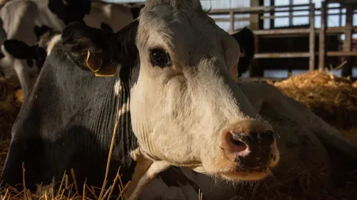 Cow (2022)