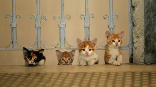 Kedi (2017)